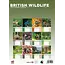 British Wildlife A3 Calendar 2025