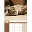 Cats A3 Calendar 2025