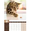 Chats Calendrier A3 2025