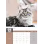 Calendario Maine Coon 2025