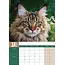 Calendario Maine Coon 2025