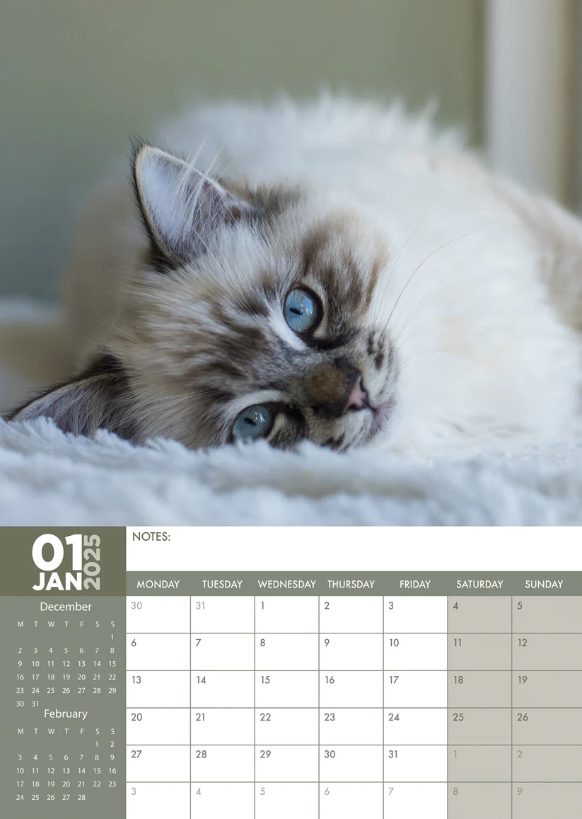 Ragdoll Calendar 2025? Order easily and quickly online.
