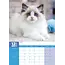 Calendrier Ragdoll 2025