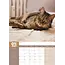 Cyperse Katten Kalender 2025