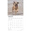 Calendrier Border Terrier 2025