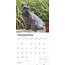 Calendario Schnauzer in miniatura 2025