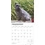 Calendrier Schnauzer miniature 2025