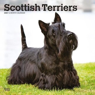 Browntrout Scottish Terrier Kalender 2025