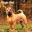 Browntrout Shar Pei Calendar 2025