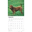 Shar Pei Calendar 2025