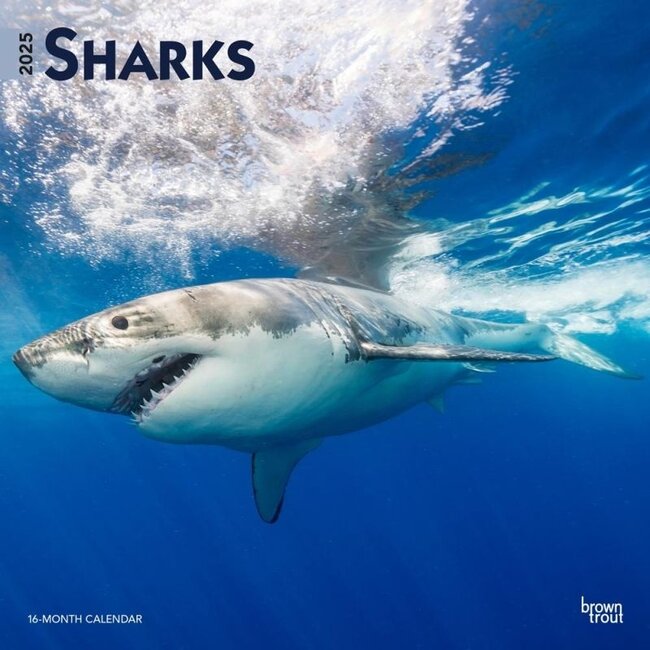 Sharks - Sharks Calendar 2025