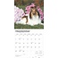 Sheltie - Shetland Sheepdog Calendar 2025