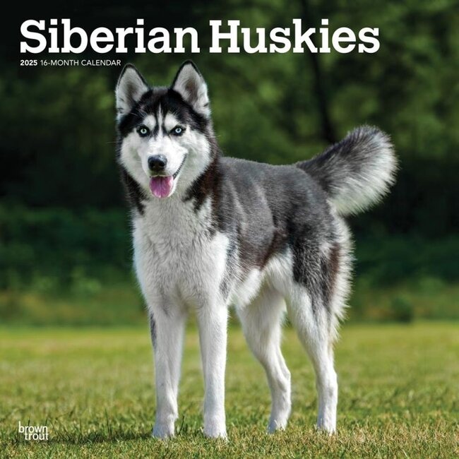 Siberian Husky Calendar 2025