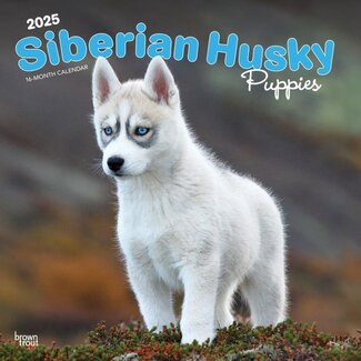 Browntrout Siberian Husky Puppies Calendar 2025