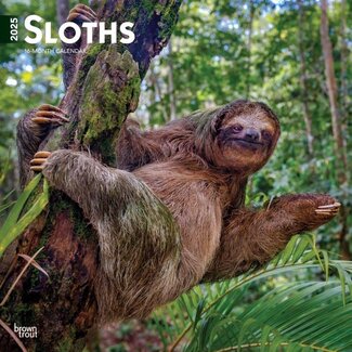 Browntrout Sloth Calendar 2025