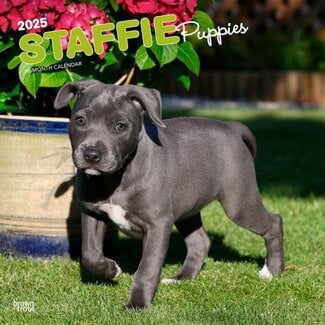 Browntrout Calendario dei cuccioli di Staffordshire Bull Terrier 2025