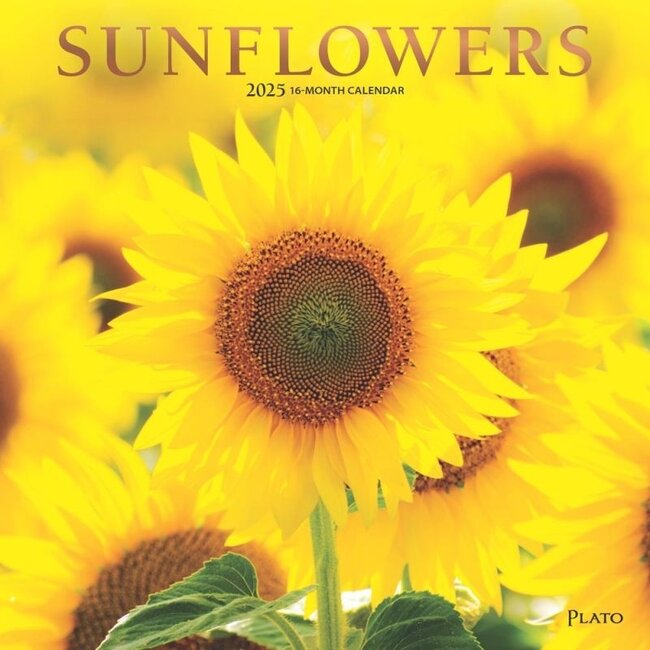 Browntrout Sunflowers Kalender 2025