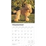 Calendrier des caniches nains et miniatures 2025