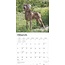 Weimaraner Kalender 2025