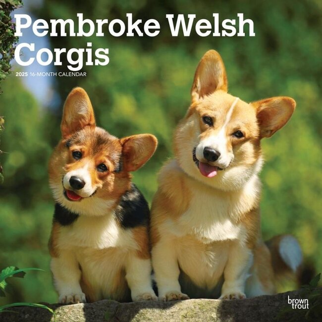 Welsh Corgi Pembroke Kalender  2025