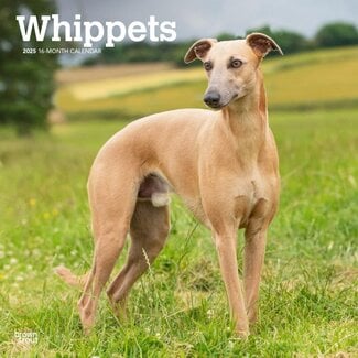 Browntrout Whippet Calendar 2025