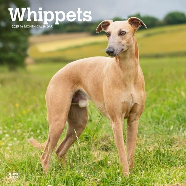 Browntrout Calendario Whippet 2025