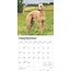 Whippet-Kalender 2025