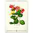 Vintage Posters - Herbarium Calendar 2025