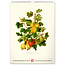 Vintage Posters - Herbarium Calendar 2025