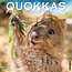 Calendrier des Quokkas 2025