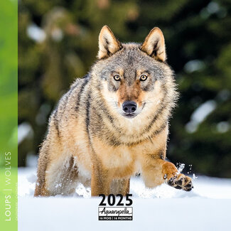 Aquarupella Calendrier des loups 2025