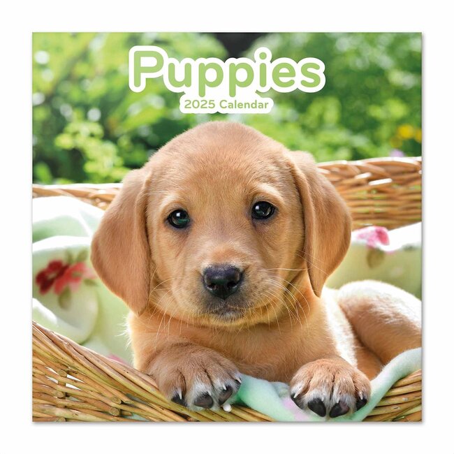 Puppies Kalender 2025