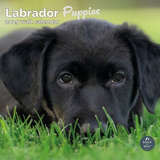 Baker & Bray Labrador Retriever-Welpen Kalender 2025