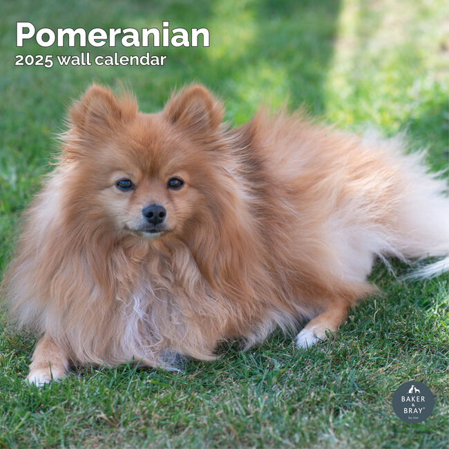 Pomeranian Kalender 2025