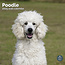 Poodle Calendar 2025