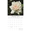 Roses - Roses Calendar 2025