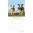 Cows Calendar 2025