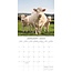 Cows Calendar 2025