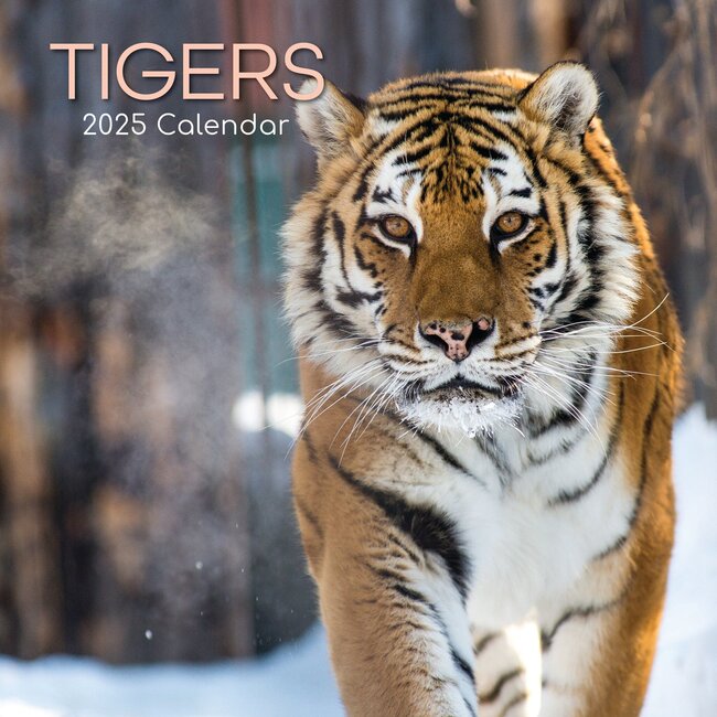 The Gifted Stationary Calendario Tigre 2025