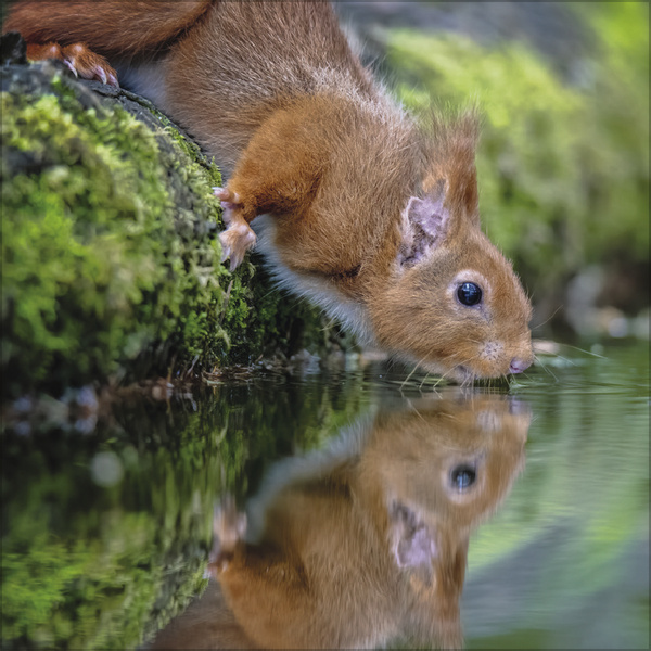 Squirrel Calendar 2025 Buy? Order online quickly and easily