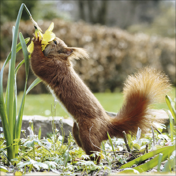 Squirrel Calendar 2025 Buy? Order online quickly and easily
