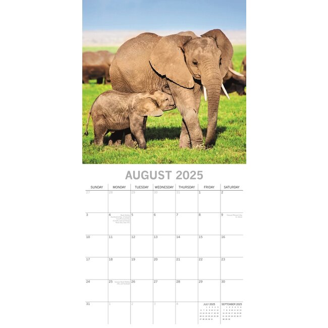 Buying Elephant Calendar 2025? Order easily online