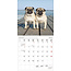 Dogs Calendar 2025