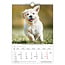 Dog Calendar 2025