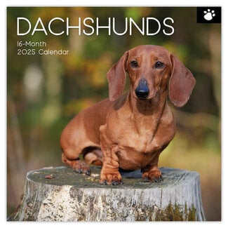 The Gifted Stationary Dachshund Calendar 2025