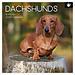 The Gifted Stationary Dachshund Calendar 2025