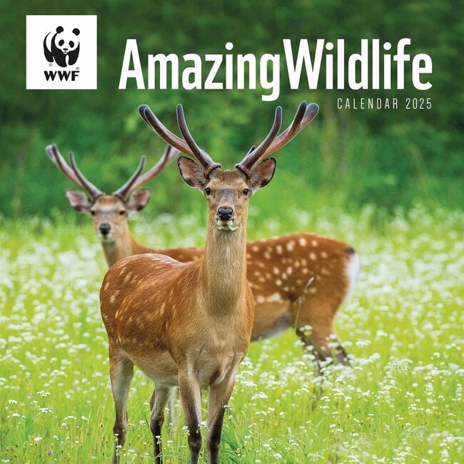 CarouselCalendars Calendario WWF Amazing Wildlife 2025