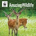 CarouselCalendars WWF Amazing Wildlife Calendar 2025
