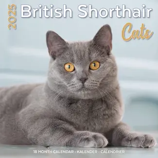 Plenty Gifts British Shorthair Calendar 2025