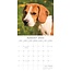 Beagle-Kalender 2025